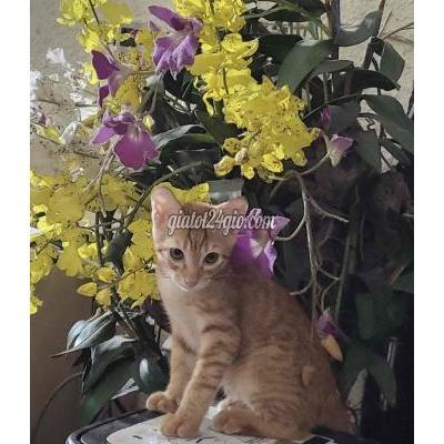 Mèo ( Vật nuôi ) - quận 1 - hồ chí minh | TẶNG MÈO ...