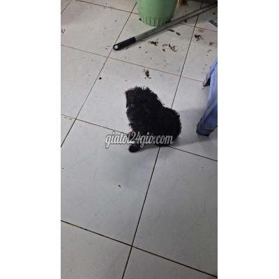 vật nuôi thú cưng - bình thạnh - hồ chí minh | Poodle cái đen thanh ... vật nuôi thú cưng - bình thạnh - hồ chí minh | Poodle cái đen thanh ...