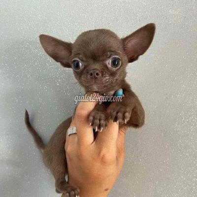 vật nuôi thú cưng - gò vấp - hồ chí minh | Chó Chihuahua chocolate baby 1 đực 1 cái bỏ ... vật nuôi thú cưng - gò vấp - hồ chí minh | Chó Chihuahua chocolate baby 1 đực 1 cái bỏ ...
