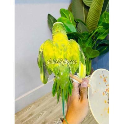 Chim ( Vật nuôi ) - gò vấp - hồ chí minh | Vẹt Thông Minh Đã Biết ... Chim ( Vật nuôi ) - gò vấp - hồ chí minh | Vẹt Thông Minh Đã Biết ...