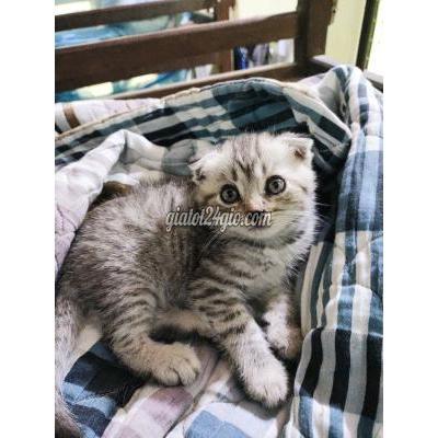 Mèo ( Vật nuôi ) - ngũ hành sơn - đà nẵng | Bé Tabby Xám Nhỏ Nhắn ( Đã tiêm vaccine ... Mèo ( Vật nuôi ) - ngũ hành sơn - đà nẵng | Bé Tabby Xám Nhỏ Nhắn ( Đã tiêm vaccine ...