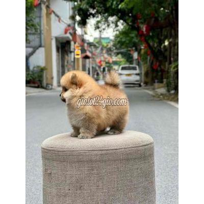 vật nuôi thú cưng - bình tân - hồ chí minh | Pomeranian vàng cam teacup hàng ... vật nuôi thú cưng - bình tân - hồ chí minh | Pomeranian vàng cam teacup hàng ...