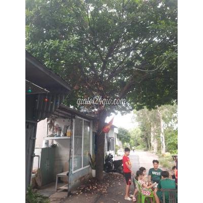 bán nhà quận 12 hồ chí minh | căn nhà 30m cực rẻ...