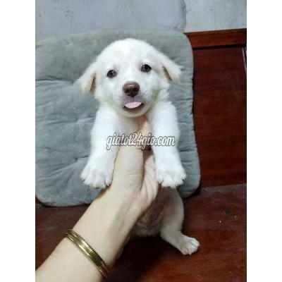 vật nuôi thú cưng - bình chánh - hồ chí minh | Bé Golden trai trắng mũi hồng xinh ...