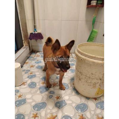 vật nuôi thú cưng - bình tân - hồ chí minh | Chó cỏ lai chó Phú ...