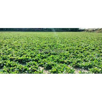 cây cảnh biên hòa đồng nai | dịch vụ trồng cỏ lá...