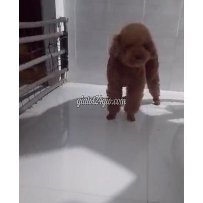 thú cưng, chó cảnh giá rẻ châu thành bến tre | chó...