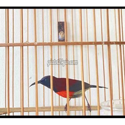 Chim ( Vật nuôi ) - quận 12 - hồ chí minh | hút mật ngực cam sưu ...