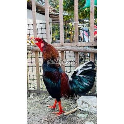 Gà ( Vật nuôi ) - chợ mới - an giang | Tre trạng lỡ ...