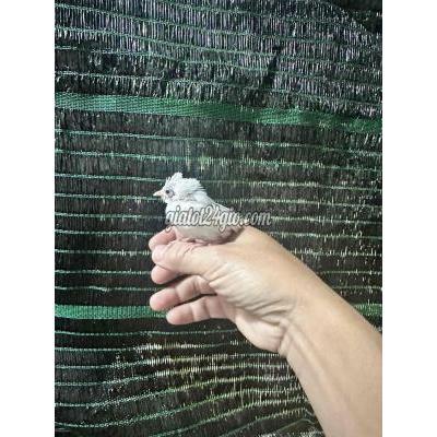 Chim ( Vật nuôi ) - gò vấp - hồ chí minh | Bạch non 13 ngày ...