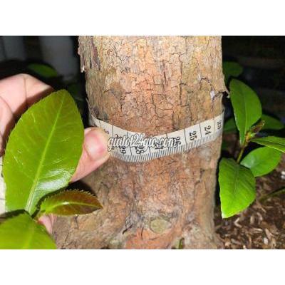 cây cảnh - bình chánh - hồ chí minh | Cây cảnh Tứ quý 27 ...