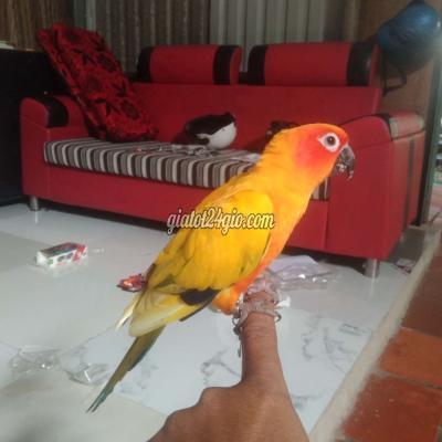 Chim ( Vật nuôi ) - hóc môn - hồ chí minh | Vẹt Sun trống thân ...