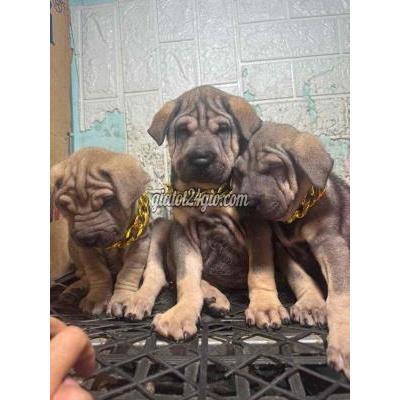 chó vật nuôi thú cưng - biên hòa - đồng nai | Bốn chó Sharpei nâu, ...