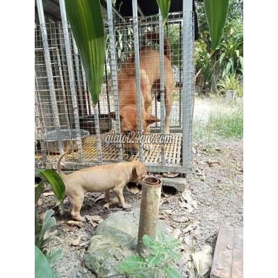 vật nuôi thú cưng - củ chi - hồ chí minh | Chó Phú Quốc cái 2 ...