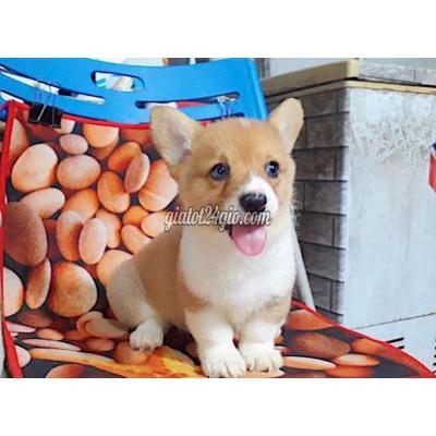 vật nuôi thú cưng - đống đa - hà nội | Cún corgi tìm nhà mới ...