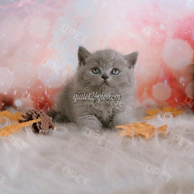 Mèo ( Vật nuôi ) - hoàng mai - hà nội | Mèo Anh Lông Ngắn Bánh Bao Siêu ...