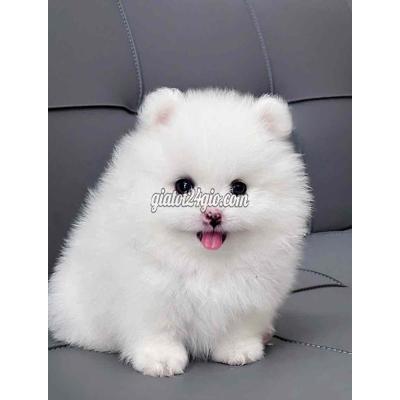 vật nuôi thú cưng - bình tân - hồ chí minh | pom thái trắng ...