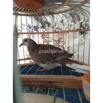 Chim ( Vật nuôi ) - quận 12 - hồ chí minh | Chim cu gáy Thái trống 4.5 ...