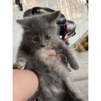 Mèo ( Vật nuôi ) - gò dầu - tây ninh | Mèo tai cụp 2 tháng ...