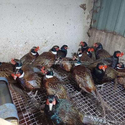 chim cảnh - quận 12 - hồ chí minh | Chim trĩ xanh đỏ trống ...