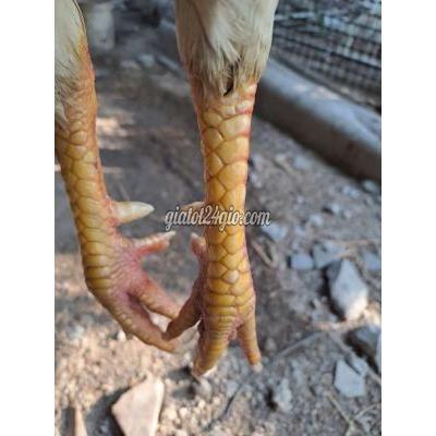 vật nuôi thú cưng - vĩnh long - vĩnh long | Bướm ...