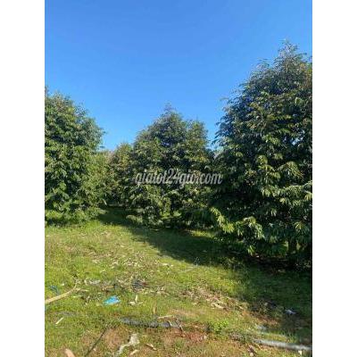 đất nông nghiệp - hàm thuận bắc - bình thuận | BÁN ĐẤT CHÍNH CHỦ VƯỜN SẦU RIÊNG LÂU ...