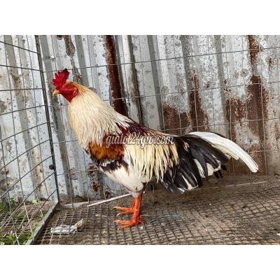 gà vật nuôi thú cưng - phong điền - cần thơ | xám chuối mòng ...