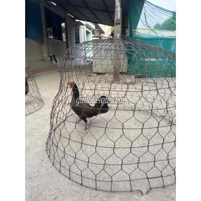 Gà ( Vật nuôi ) - củ chi - hồ chí minh | Gà mái ...
