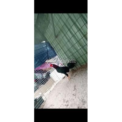 Gà ( Vật nuôi ) - hóc môn - hồ chí minh | Gà tre Asil Cuban đực gà ...