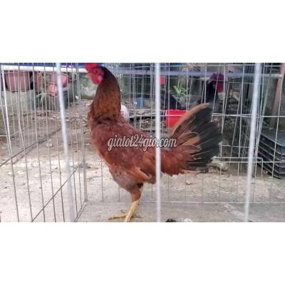 gà vật nuôi thú cưng - thủ đức - hồ chí minh | Gà cảnh trống đã tiêm ...