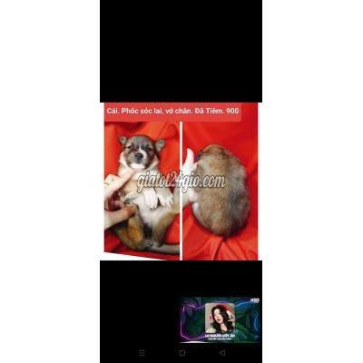 chó vật nuôi thú cưng - hóc môn - hồ chí minh | Chó LAI đã tiêm mắt xanh vện bông ...