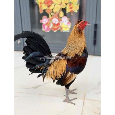 Gà ( Vật nuôi ) - long thành - đồng nai | Gà chuối Grey Toppy ...