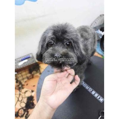 vật nuôi thú cưng - đống đa - hà nội | Chó Poodle Tiny cái 11 ...