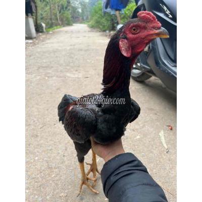 vật nuôi thú cưng - nam từ liêm - hà nội | Gà tơ vừa lên chuồng chưa mở ...