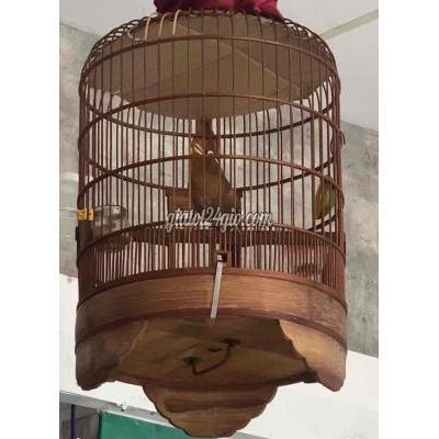 vật nuôi thú cưng - thuận an - bình dương | Chim mi đực nâu thuần hót ...