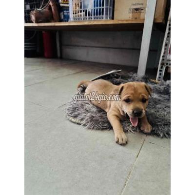 vật nuôi thú cưng - thủ đức - hồ chí minh | Chó con hơn 1 tháng tuổi màu ...