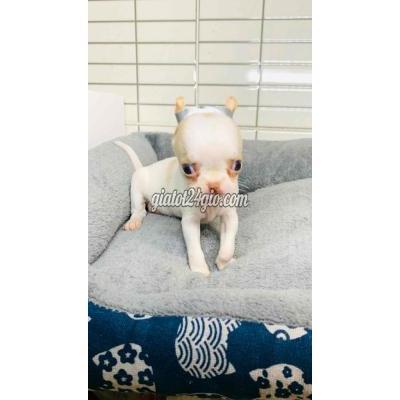 vật nuôi thú cưng - quận 8 - hồ chí minh | Chó Chihuahua cái Trắng ...