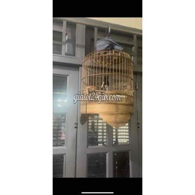 Chim ( Vật nuôi ) - tân phú - hồ chí minh | than ...