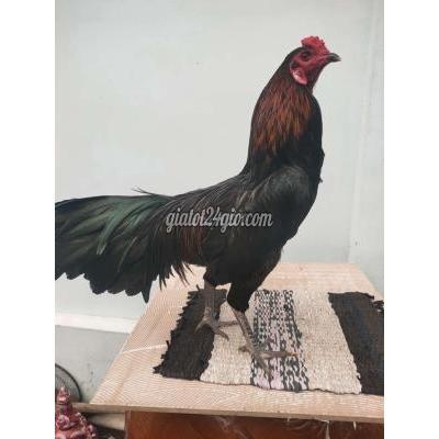 vật nuôi thú cưng - châu thành - tiền giang | Gà que ...