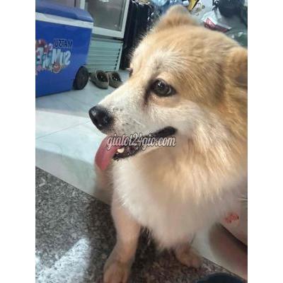 vật nuôi thú cưng - thủ đức - hồ chí minh | phốc sóc ...