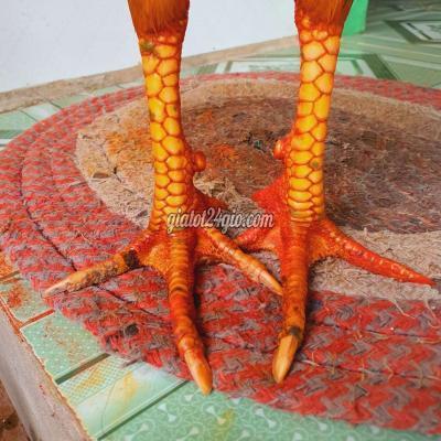 vật nuôi thú cưng - bình tân - vĩnh long | Gà Vàng ...