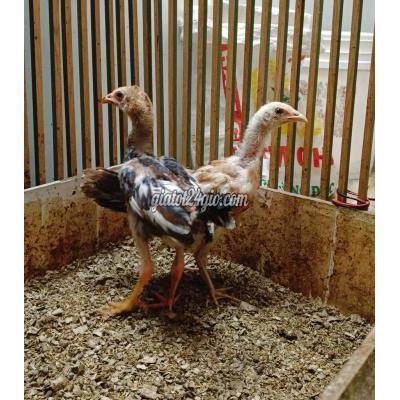 vật nuôi thú cưng - bình chánh - hồ chí minh | Gà Thái Mỹ trống mái 3 ...