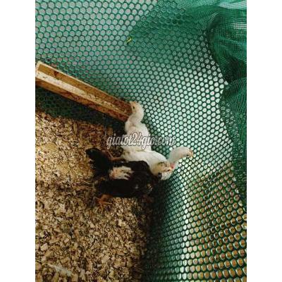 vật nuôi thú cưng - bình chánh - hồ chí minh | Gà Thái Mỹ trống 3 ...