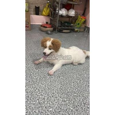 vật nuôi thú cưng - hồng bàng - hải phòng | Gửi gắm về gia đình mới thật yêu thương ...