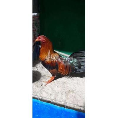 vật nuôi thú cưng - củ chi - hồ chí minh | Gà Cuban Mỹ 1.4kg ...