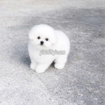 chó vật nuôi thú cưng - bình tân - hồ chí minh | Bichon bố mẹ nhập bán rẻ cho ...
