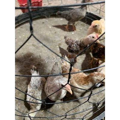 Gà ( Vật nuôi ) - phú tân - an giang | Gà tre Bắc ...