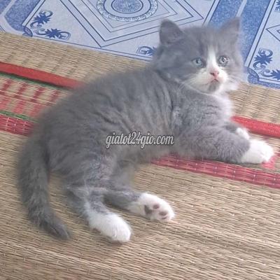 Mèo ( Vật nuôi ) - bình chánh - hồ chí minh | Mèo anh lông dài Trắng ...