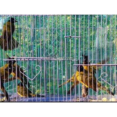 Chim ( Vật nuôi ) - bình chánh - hồ chí minh | Chim chào mào ...