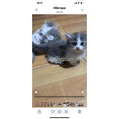 Mèo ( Vật nuôi ) - quận 10 - hồ chí minh | Mèo anh Munchkin bicolro chân lùn cụp ...